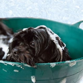 dog-shampoo